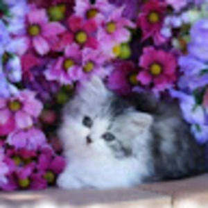 Meet your Posher, Meg